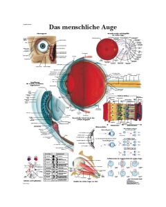 Lehrtafel - Das menschliche Auge