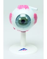 Augenmodell, 6-teilig