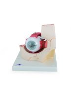 Augenmodell in Augenhöhle, 7-teilig